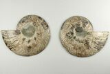 Cut & Polished, Agatized Ammonite Fossil - Madagascar #200147-1